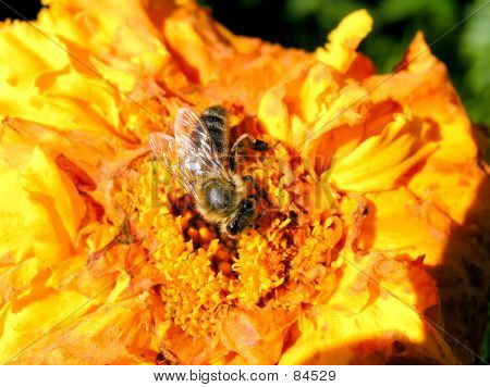 Bee_009