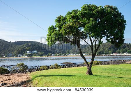 A lonely tree and a view of Paihia from Waitangi beach