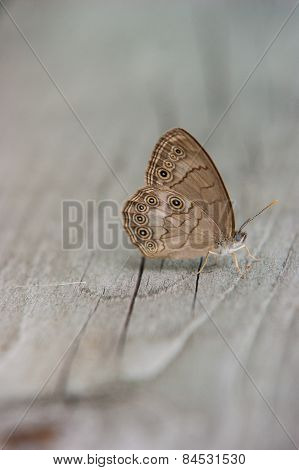 Karner Blue