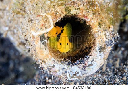 A Pair Of Gobies Look Out From An Old, Discarded Glass Bottle On The Seabed
