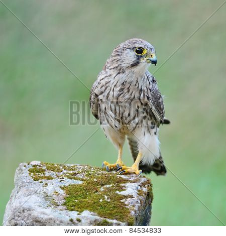 Female Common Kestrel