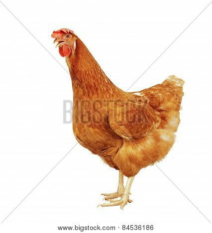 Full Body Of Brown Chicken Hen Standing Isolated White Background Use For Farm Animals And Livestock