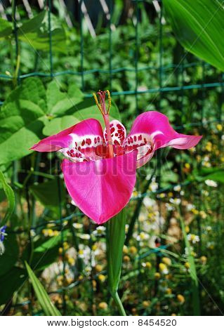 Tigridia Pavonia