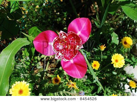 Tigridia Pavonia 꽃 정원에서