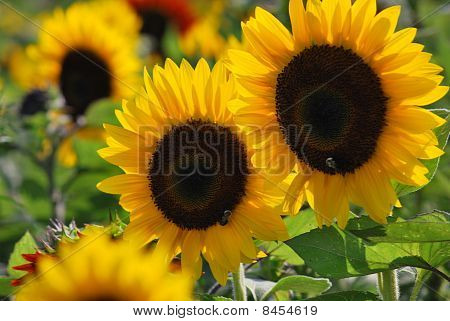 Twin girasoli