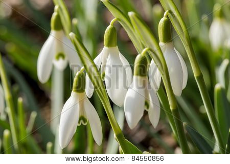 Snowdrop Bloom In Springtime