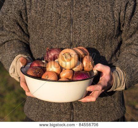 Farmer Holding Organic Onion