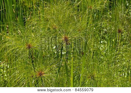Cyperus papyrus