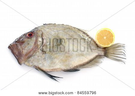 Zeus Faber Fish