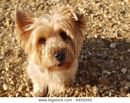 Forblæste hund på stranden
