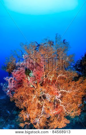 Brightly Colored Sea Fans