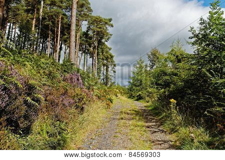A Mountain Road