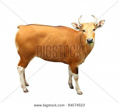 Image Of Banteng Isolated On White Background