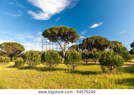 Italian Stone Pine