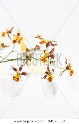 White And Yellow Oncidium Dancing Lady Orchids