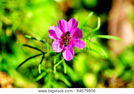 honeybee