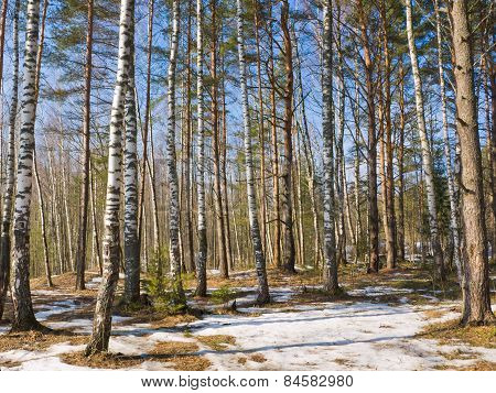In the woods in early spring