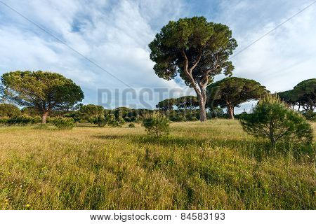 Italian Stone Pine