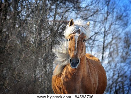 Palomino Horse With Long Mane Portrait