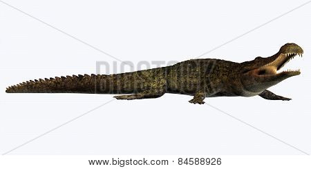 Sarcosuchus On White