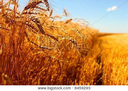 harvesting wheat