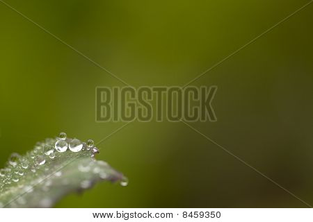 Druppels water op blad
