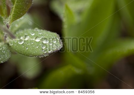 Druppels water in de natuur