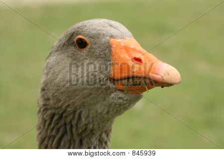 gans ใน frankrijk
