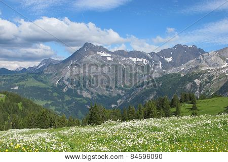 Meadow Full Of Wildflowers And Mountains