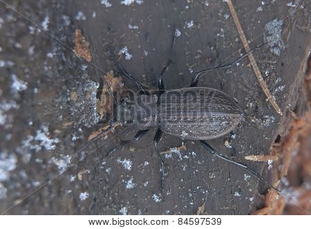Carabus Beetle Macro