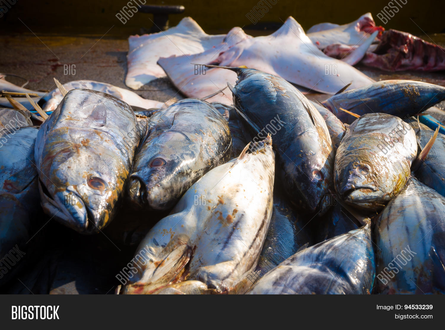 Fish Harbour Image & Photo (Free Trial) Bigstock