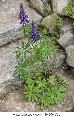 Purple Garden Lupin