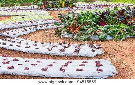 Lettuce Vegetables In Field