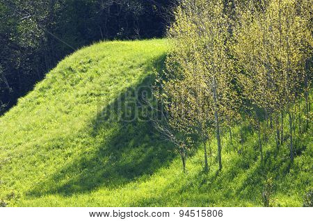 forest  in Partacua Mountains, Tena Valley,  Pyrenees, Huesca,  Aragon, Spain.