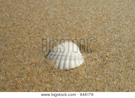 Bílé Shell