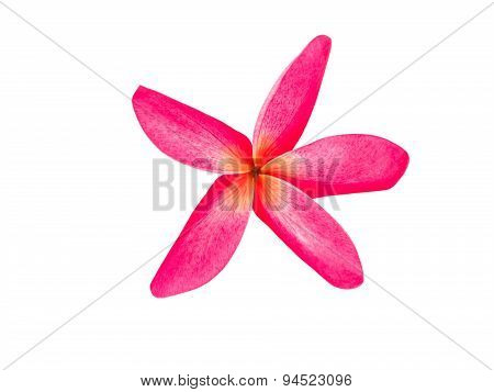 Plumeria Rubra Flower Isolate On White Background With Clippingpath