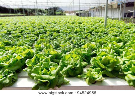 Hydroponic Vegetable