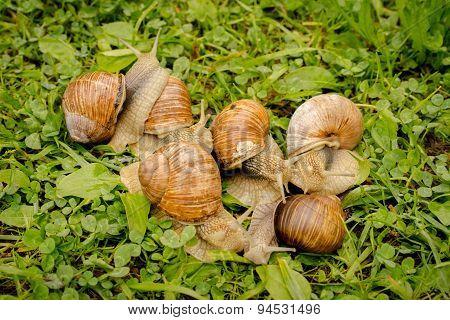 Group Of 6 Snails On The Grass