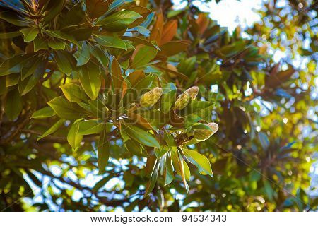 magnolia tree