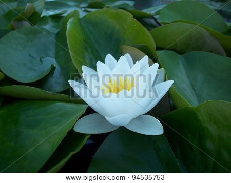 Water Lily
