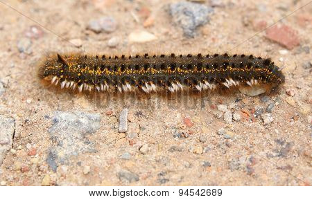 Euthrix Potatoria Caterpillar On Ground