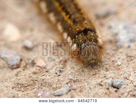 Euthrix Potatoria Caterpillar From The Front