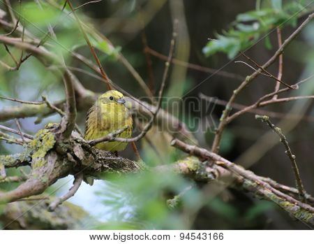Yellowhammer On Twig