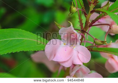 Impatiens Glandulifera Plant