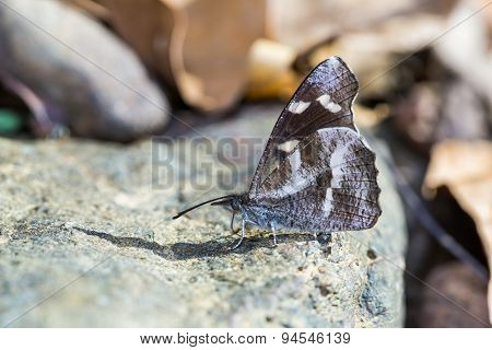White-spotted Beak Butterfly