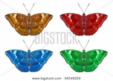 Fancy Color Mango Baron Butterflies
