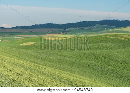 Rolling Hills