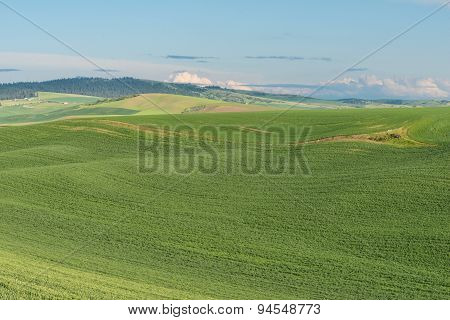 Rolling Hills