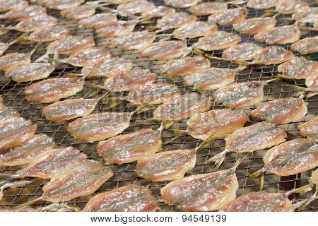 Fish Dried On Nylon