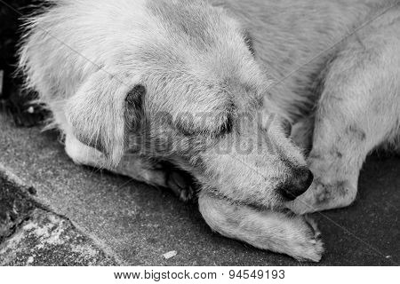The Homeless White Dog On Side Street